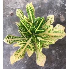 Codiaeum Sorn Thong.