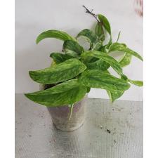Rhaphidophora korthalsii variegated 1Д 1400p