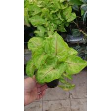 Syngonium Golden Allusion 6 cm pot