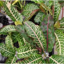 Codiaeum C-4 Tao way tus