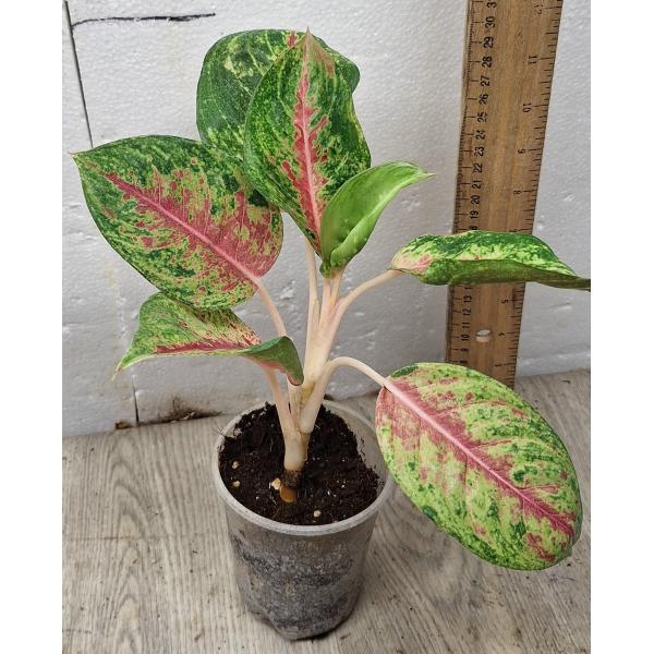 Аглаонема Сиам Пинк / Aglaonema Siam Pink
