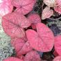 Caladium C-15