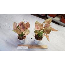 Syngonium Neon 9 cm pot