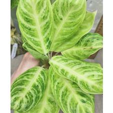 Аглаонема золотая ложка / Aglaonema Gold spoon A-105