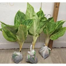 Аглаонема Серебряная Роза (Черная) / Aglaonema Silver Rose (black) A-73