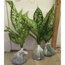 Диффенбахия Вайт Близзард. / Dieffenbachia White Blizzard