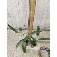 Rhaphidophora sp m