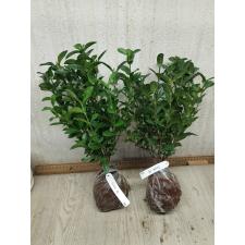 Ixora sp.(T10) maybe Crimson Star 143