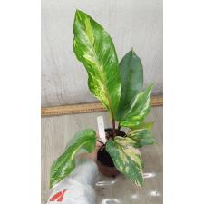 Anthurium variegated sp 4