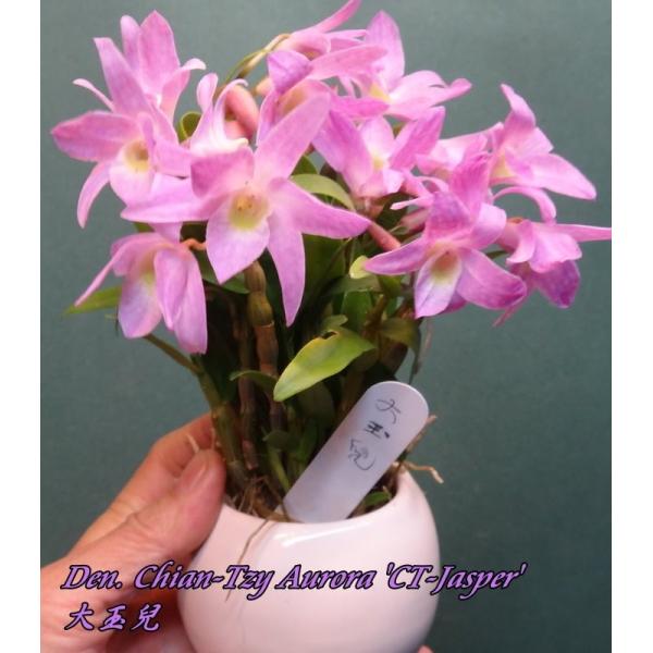 Den. Chian-Tzy Aurora 'CT-Jasper'