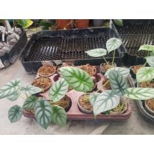 Alocasia Silver Dragon s - 700p