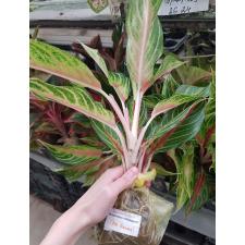 Aglaonema Red Panama