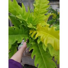 philodendron sp golden crocodile