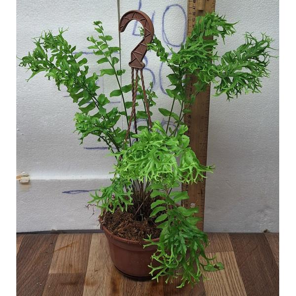 Нефролепис фалката 'Фурканс'  (Мутация) / Nephrolepis falcata 'Furcans' (mutation) (S)