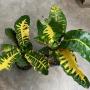 Codiaeum Jonk Rak
