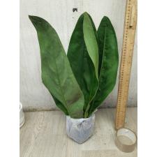 Anthurium superbum