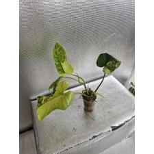 Philodendron Violin variegated Д