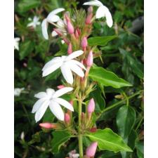 Jasminum multiflorum (red petal)
