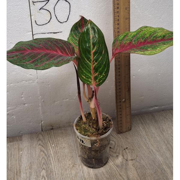 Aglaonema Amnat Jaren A-18 pot