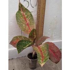 Аглаонема Тайра. / Aglaonema Taira A-117