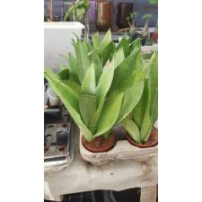 Sansevieria Moonshine pot 650p