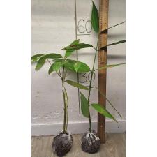 Коричник бежолгхота / Cinnamomum bejolghota 24