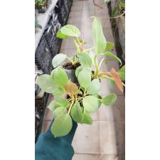 Philodendron sp yellow (дынька) 6 cm pot