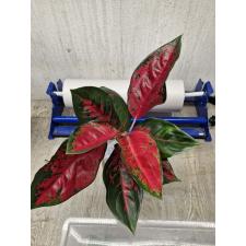 Aglaonema T2 ( L) Suksom Jaipong