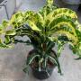Codiaeum Lamlert.
