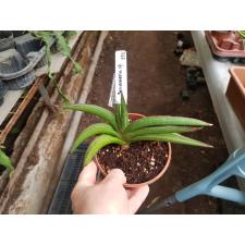 Sansevieria Koko (S) 550