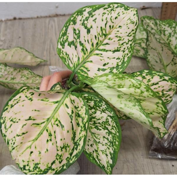 Аглаонема Уньямани Кремовая / Aglaonema Unyamanee Cream