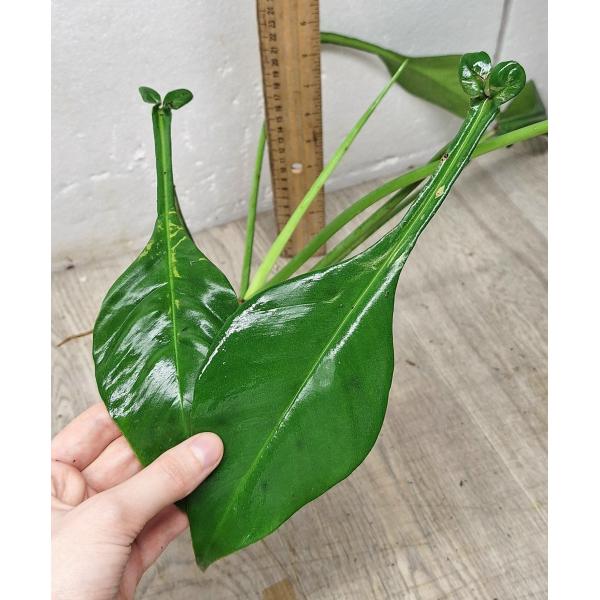 Филодендрон джоепии / Philodendron joepii