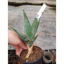 Sansevieria pinguicula (L) 554