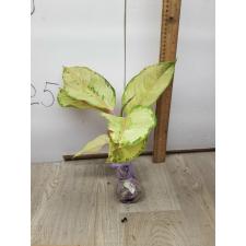 Aglaonema Frozen A-26
