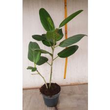 ficus benghalensis M