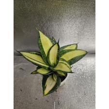 Sansevieria hahnii Solid Gold Д