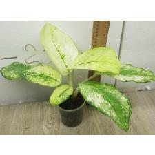 Aglaonema 3 diamonds A-4 pot