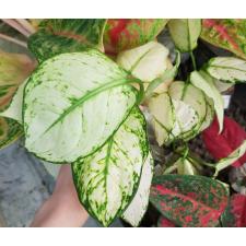 Aglaonema Super White A-40
