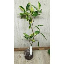 Atalantia monophylla albomarginata (grafted) (No.2)