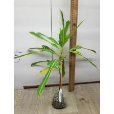 Codiaeum (T31) Yellow veination and green trilobe leaf 73