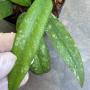 Hoya sp.981 ‘Splash’ (#981).