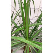Драцена маргината / Dracaena marginata (L)