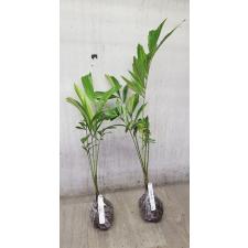 Caryota variegated (S) 46 по 4500р