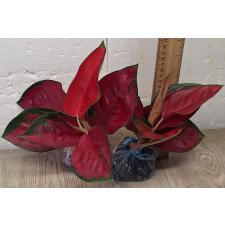 Аглаонема Суксом Японг / Aglaonema Suksom Jaipong A-85
