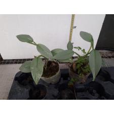 philodendron hastatum silver sword pot 650p