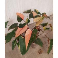 Homalomena aromatica Spreng Schott