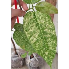 Фикус алтиссима 'Снежный Шторм' / Ficus altissima 'Snow Storm' 104/1