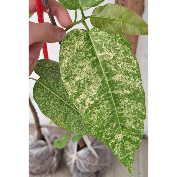Фикус алтиссима 'Снежный Шторм' / Ficus altissima 'Snow Storm' 104/1
