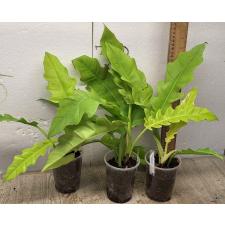 Филодендрон золотой крокодил. / philodendron golden crocodile (S)