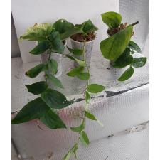 rhaphidophora korthalsii зеленая стакан 750р